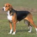 /album/fotky-plemien/anglicky-foxhound-lisci-pes-jpg/